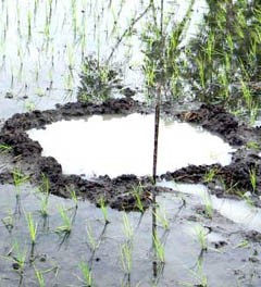 Tidak Ada Material Batu Besar di Lokasi Jatuhnya Meteor