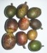 Buah Khas Bumi Cendawasih