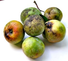 101+ Gambar Mangga Apel Terlihat Keren 101+ Gambar Mangga Apel Terlihat Keren