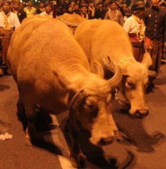 Kirab Pusaka 1 Suro, 5 Kerbau Bule Keraton Surakarta Kabur