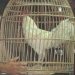 Sesumbar Ayam Ala Caballero