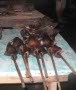 Kelelawar Kuah Santan dan  Tikus Rica-Rica
