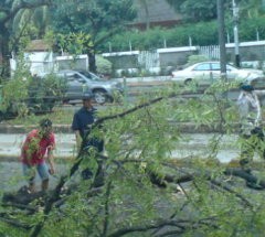 Bruk! Angsana Lapuk Timpa Panther di Jl Sisingamangaraja