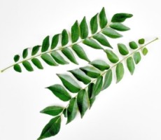 Daun Kari Nan Sexy!