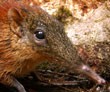 Ditemukan Tikus Berbelalai!