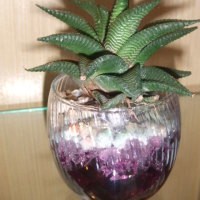 Tanah Baru untuk Tanaman