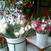 Valentine, Mawar Laris Manis