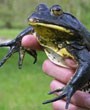 Anti Penuaan Dini dari Katak Lembu