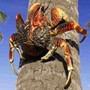 Resto Italia Tak Tahu Kepiting Kelapa Binatang Dilindungi
