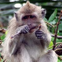 Belajar pada Monyet di Angke