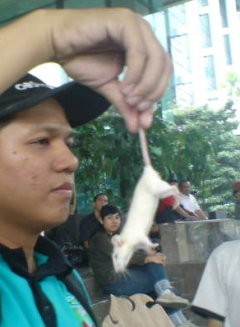 Tikus Putih untuk Antasari