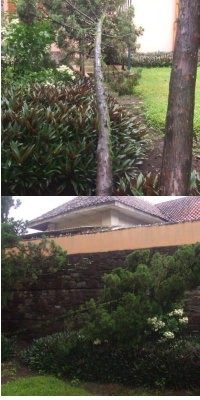 Puting Beliung Serang Bandung, Pohon Bertumbangan