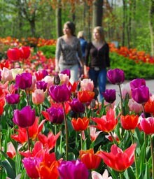 Taman Surgawi Keukenhof Resmi Dibuka