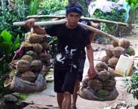 Pesta Durian di Baduy