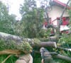 Rumah Hancur Ditimpa Pohon