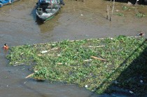 Musim Hujan, Sungai Musi Dipenuhi Eceng Gondok