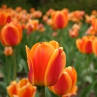 Sambutan Oranye untuk Belanda