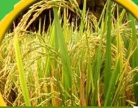 Padi Indramayu Digerogoti Keresek