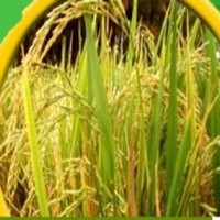 Padi Indramayu Digerogoti Keresek