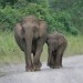 Eh, Ada Gajah Mini di Kalimantan