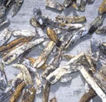 Warga Dua Desa di Sumenep Terpaksa Makan Gaplek, Duh...