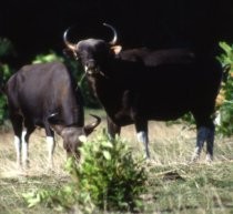Hampir Punah, Banteng di Kalteng Masih Saja Dibunuh Warga