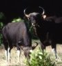 Hampir Punah, Banteng di Kalteng Masih Saja Dibunuh Warga