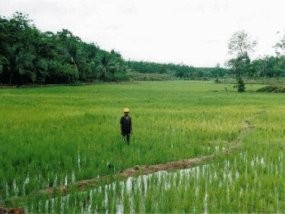 BBM Naik, Sektor Pertanian Takkan Terpukul Dalam