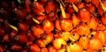 Sime Darby Belum Lirik Sektor Sawit Hilir Indonesia