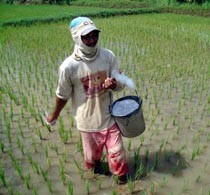 Harga Urea Tembus Rp 115.000 per Sak, Petani Menjerit