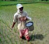 Harga Urea Tembus Rp 115.000 per Sak, Petani Menjerit