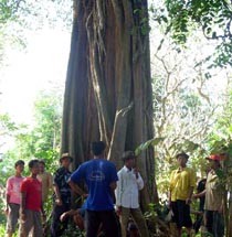 Takut Danyang Ngamuk, Pohon Jati Tua Dijaga 24 Jam