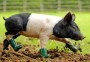 Gara-gara Alergi Lumpur, Babi pun Pakai Sepatu