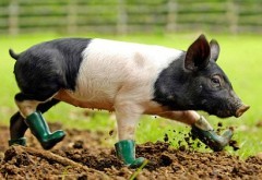 Gara-gara Alergi Lumpur, Babi pun Pakai Sepatu