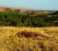 Taman Nasional Komodo Nyaris Masuk 10 Besar