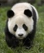 Panda Merana Karena Gempa
