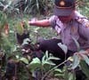 Penghijauan di Taman Lalu Lintas