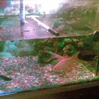 Empat Ekor Ikan Menjadi Saksi Bisu Pembunuhan Sadis