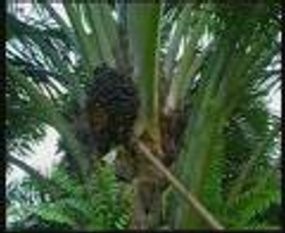 Inti Agri Resources Kaji Rights Issue