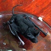 Sumiyati Mimpi Aneh Sebelum Temukan Burung Pesugihan 