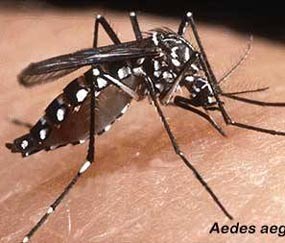 6 Bulan, Pasien DB di Malang Capai 533 Pasien