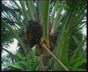 Ekspor CPO April Naik Luar Biasa