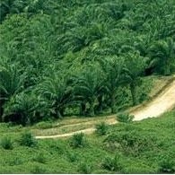 UNSP Gandeng Perusahaan Sawit Kosta Rika