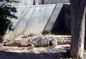 Polisi Amankan 4 Ekor Buaya dari Pengusaha Tahu