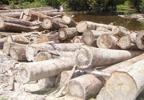 Pembalakan Ketapang Siap ke Pengadilan