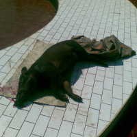 Baru Pertama Kali Ada Babi di Pasirkaliki