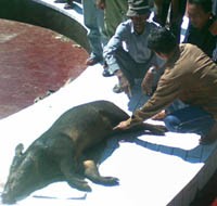 Babi Ngepet Mati Nabrak Tembok