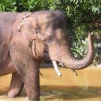 Sudah Jadi Mayat, Ronal Tetap Diburu Gajah