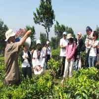 Mencicipi Teh Walini dan Dodongkal Plus Tea Walk Seru!