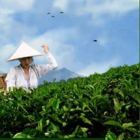 Industri Teh RI Terkendala Masalah Klasik